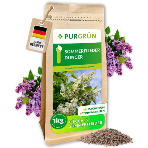 Purgrün sommerflieder - purgrün,