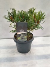 Pinus parviflora Negishi