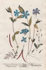 Immergrün periwinkle Vinca Botanik Botanik Blackwell Kräuterbuch Kupferstich