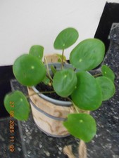 Pilea peperomioides Ufopflanze