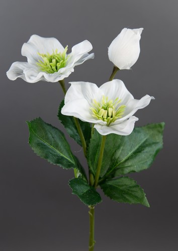 Christrose 34cm weiß - , dp