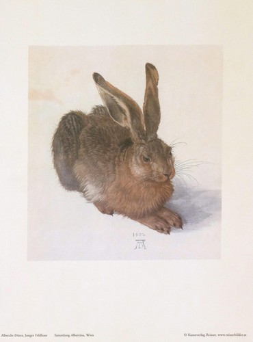 Albrecht dürer der feldhase - dÜrer,,