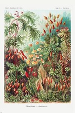 Laubmoose Poster Ernst Haeckel Kunstformen der Natur,Tafel 72 61 x 91,5 cm