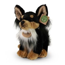 Chihuahua schwarz tricolor 24