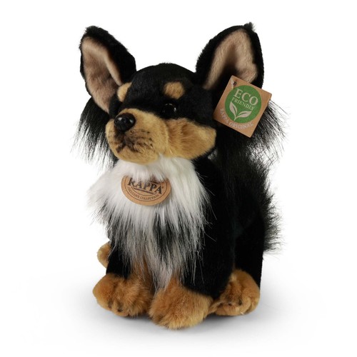 Chihuahua schwarz tricolor - , 24