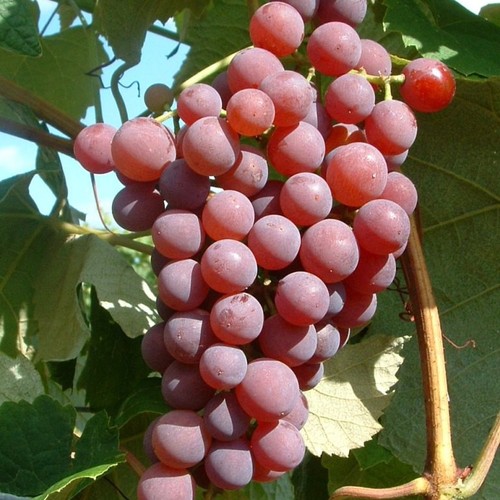 Canadice kernlose weinrebe - kernlose,