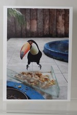 WOLFGANG TILLMANS : "Tukan" limitierte Kunst-Postkarte (Ausstellung)