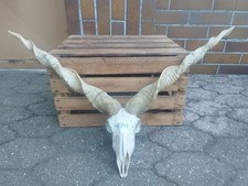 Schaf schädel trophäe jagd - schaf,