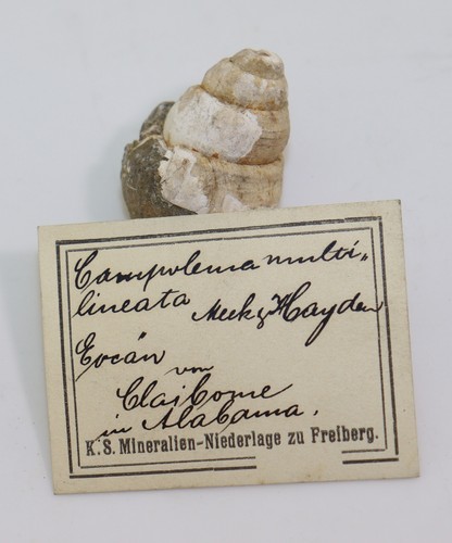 Schnecke campeloma - schnecke,,