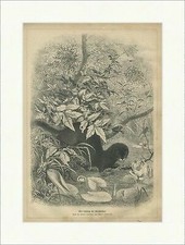 Ein Liebling der Pelzhändler