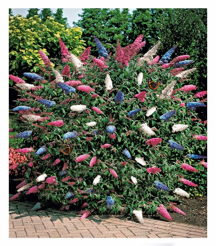 Sommerflieder papillion - sommerflieder, 'papillion