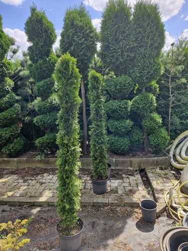 Thuja smaragd formschnitt - thuja,