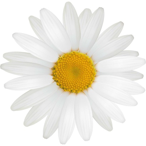 Aufkleber gänseblume weiß - aufkleber,