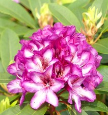 Großblumige alpenrose - großblumige,