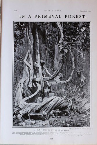 1903 print nepal terai - nepal,