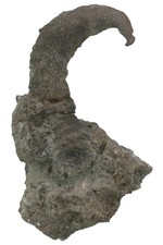 Silur  2x Cystiphyllum sp