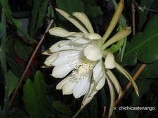 Epiphyllum blattkaktus - epiphyllum,