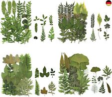 84 Stück getrocknete