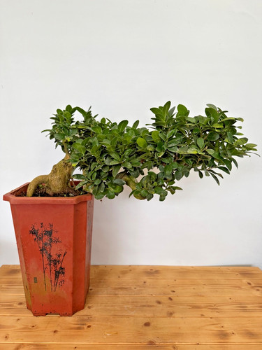 Bonsai ficus microcarpa - bonsai, nr