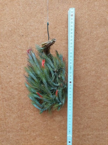 Tillandsia funckiana clump - tillandsia, funckiana,