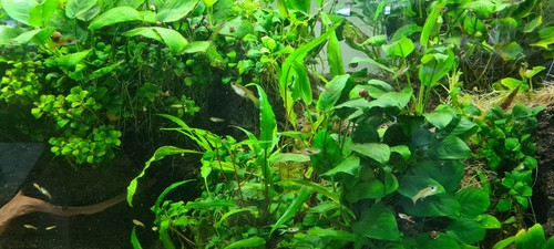 Aquariumpflanzen bunter mix - aquariumpflanzen,