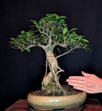 BONSAI CHINESISCHE FEIGE FICUS