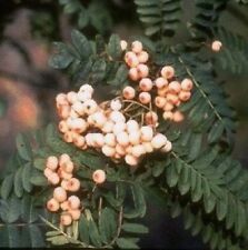 Weißfruchtige Eberesche -