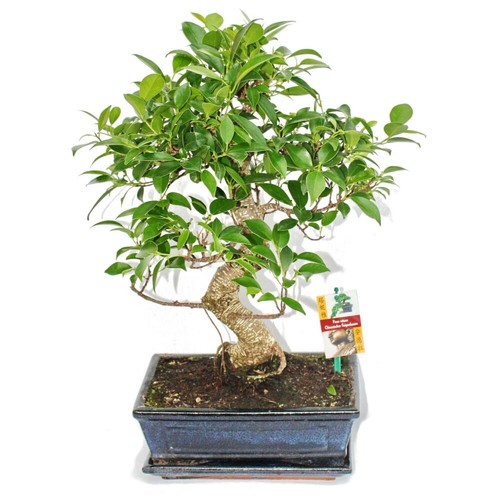 Exotenherz bonsai - -,