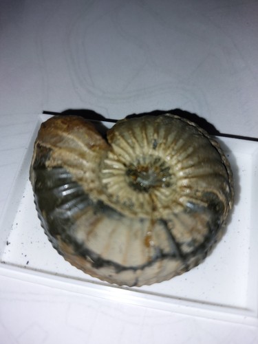 Ammonit 6248 pleuroceras - ammonit,