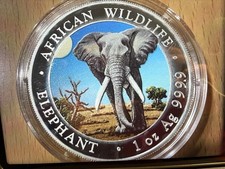 Somalia Elefant African