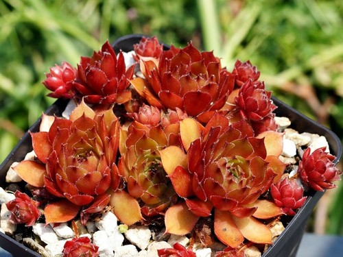 Sempervivum kreativer - sempervivum, "kreativer