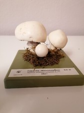 Somso Modell, Pilzmodell Feldegerling BoS 26, Sehr guter Zustand, Originalkarton