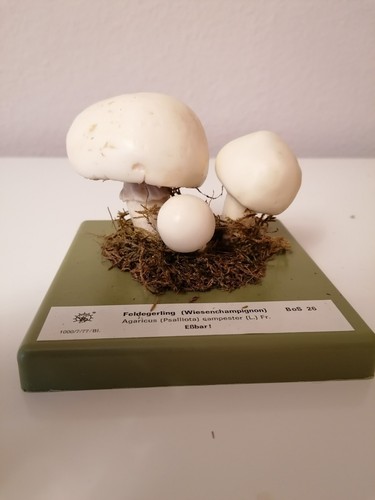 Somso modell pilzmodell - somso,