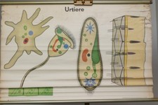 Schulwandkarte Rollkarte