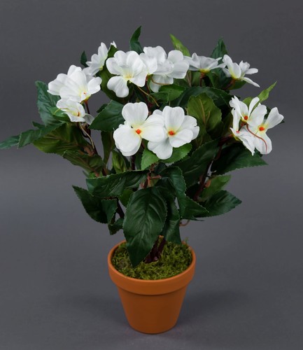 Impatiens fleißiges - impatiens, /