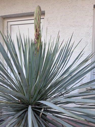 Yucca palme rostrata 60 - palme, 50/60