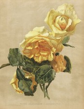 Rose duchesse d'augsburg Rosea