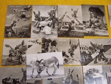 20 Ansichtskarten ESEL " MUFTI" - Redaktionsesel "Bild u. Funk"