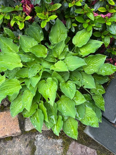 Funkien hosta ableger - hosta,