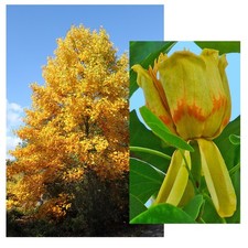 SAMEN TULPENBAUM Grünanlage