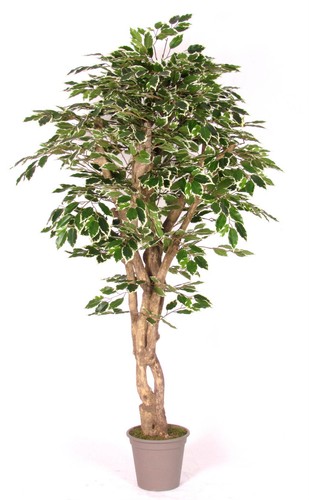 Artplants deko ficus benjamini - ficus,