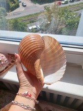 Wunderschöne riesige Muschel, Meermuschel für Aquarium oder Sammeln?✨️