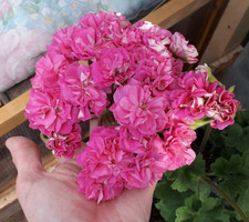 Pelargonie jungpflanze diaz - pelargonie,
