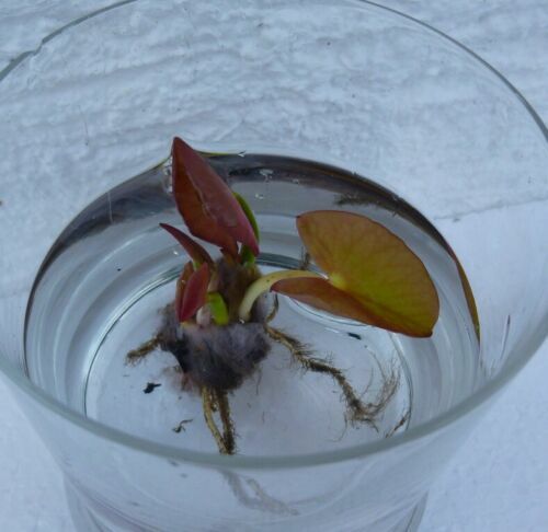 Rote zwerg seerose deko - rote, für