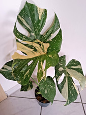 Monstera Thai Constellation
