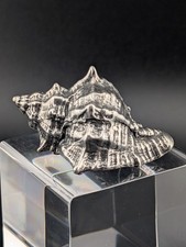 Miniatur Muschel Schnecke Meer