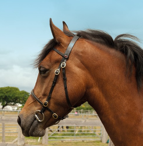 Windsor leder hand pferd - in-hand,
