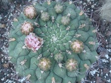 Kakteen – Kaktus – Gymnocalycium saglione etwa 4,5cm