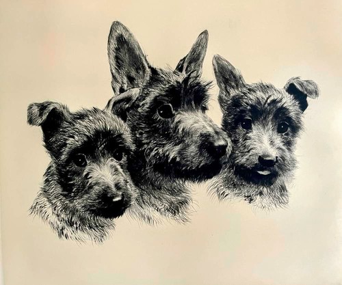 Scotchterrier 3 - "scotchterrier,, 3"