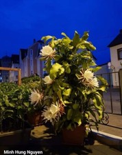 22 Järhige Epiphyllum-oxypetalum (Königin der Nacht)
